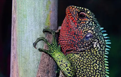 woodlizard: any species in the genus Enyalioides, also sometimes called dwarf iguanas
