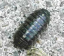 woodlouse: any of various small terrestrial isopod crustaceans of suborder Oniscidea, having a rigid segmented...