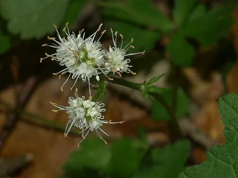 woodmarch: an umbelliferous plant, a species of sanicle (Sanicula europaea)