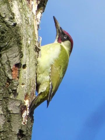 woodpecker: any bird of the species-rich family Picidae, with a strong pointed beak suitable for pecking holes...