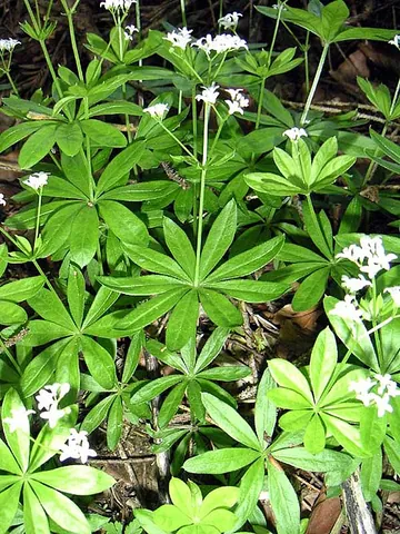 woodruff: galium odoratum, an aromatic herb