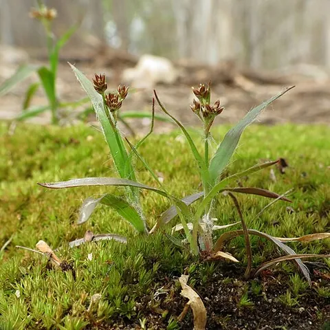 woodrush: any of several perennial flowering plants, of the genus Luzula, that have grass-like leaves
