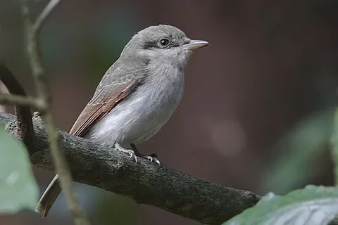 woodshrike: any bird of the genus Tephrodornis