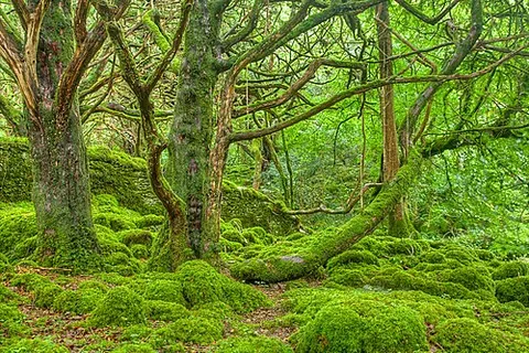 woodsy: of, relating to, or suggestive of a wooded area