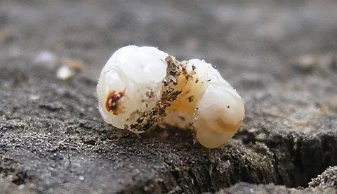 woodworm: any of many beetle larvae that bore into wood