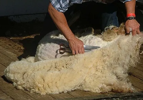 wool: the hair of the sheep, llama and some other ruminants