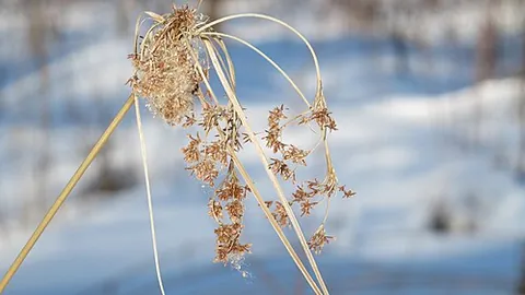 woolgrass bulrush: a plant of the species Scirpus cyperinus, native to eastern North America