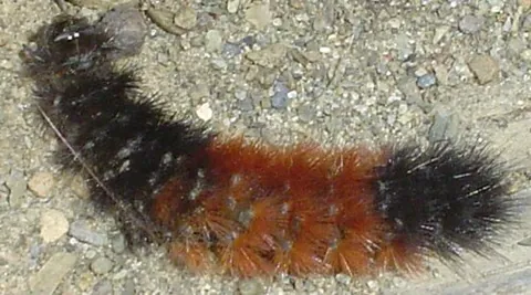 woolly bear: a hairy caterpillar