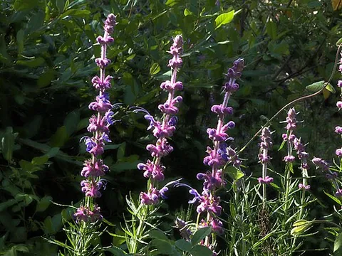 woolly bluecurls: a fragrant and drought-tolerant shrub in the mint family native to southern California and...