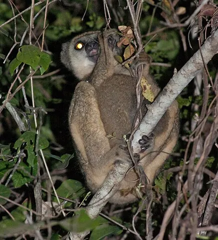 woolly lemur: any member of nine species of strepsirrhine primates in the genus Avahi