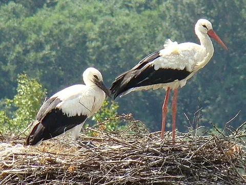 woollyneck: any of the genus Ciconia of storks