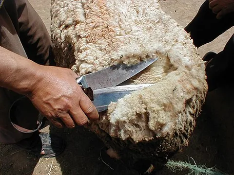 woolshears: shears for clipping wool