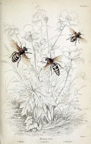 worker bee: a sterile bee whose specialty is to support the hive, especially by collecting pollen