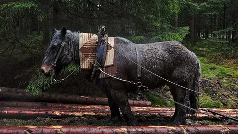 workhorse: a horse used primarily for manual labor; a draft/draught horse
