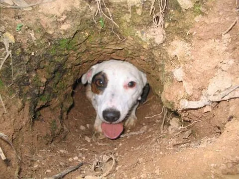 working terrier: a terrier bred to hunt a small mammal, such as a badger, fox, raccoon, rat or opossum