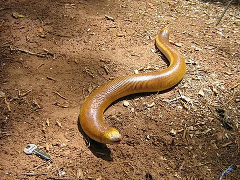 worm lizard: any of many small limbless burrowing tropical squamate reptiles, of the family Amphisbaenidae or of...