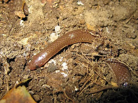 worm snake: carphophis amoenus, a small, nonvenomous colubrid snake native to the eastern United States,...