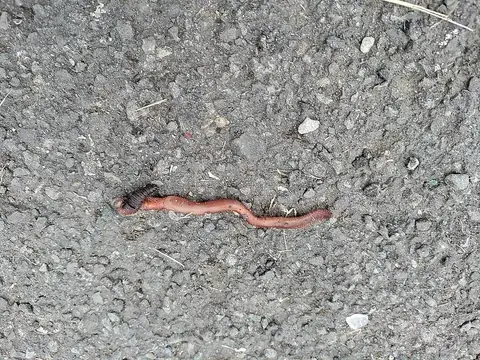 worm: a generally tubular invertebrate of the annelid phylum; an earthworm