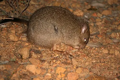 woylie: a species of bettong, Bettongia penicillata