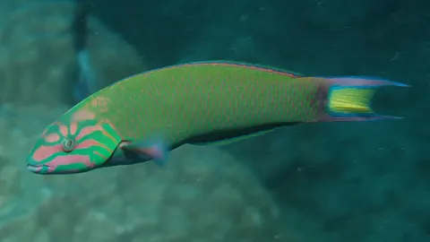 wrasse: any one of numerous edible, marine, spiny-finned fishes of the family Labridae, of which several...
