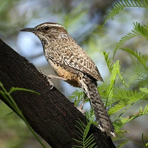 wren: troglodytes troglodytes (Eurasian wren, type species and sole Old World species of the family...