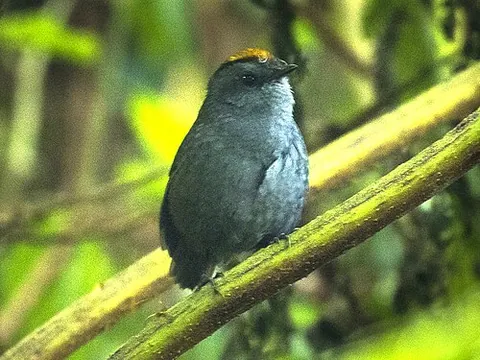 wrenthrush: a bird of the species Zeledonia coronata, native to certain montane forests of Costa Rica and Panama