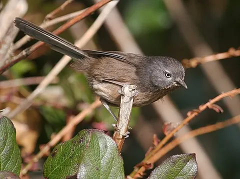 wrentit: a small passerine bird, Chamaea fasciata, found in scrub along the west coast of North America