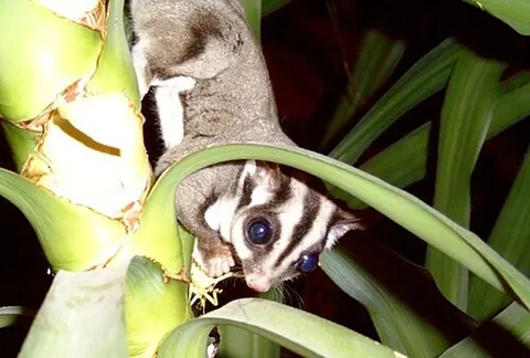 wrist-winged glider: an arboreal Australian possum of the genus Petaurus