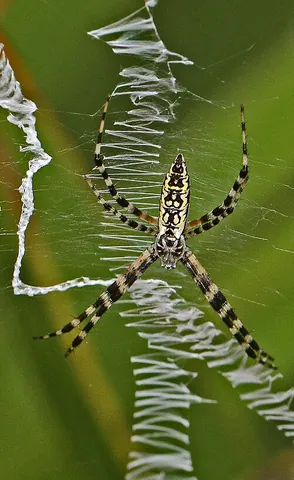 writing spider: a spider, Argiope aurantia, that spins webs with stabilimenta that look like scribbling