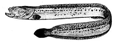 wrymouth: cryptacanthodes maculatus, a slim, eel-like fish