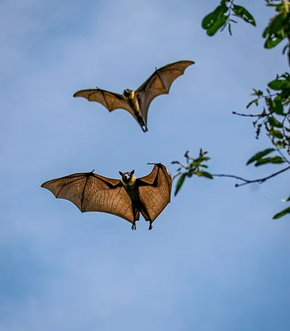 wurbagool: an Indian flying fox (Pteropus medius, syn. Pteropus giganteus), found throughout south Asia