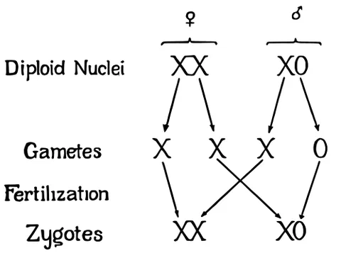 x0 system: the system that determines the sex of offspring among grasshoppers, crickets, cockroaches, and some...