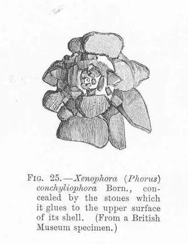 xenophora: any mollusk of the genus Xenophora