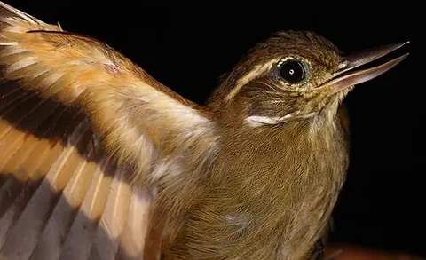 xenops: any of the tropical birds in the genera Xenops, Megaxenops and Microxenops, found in Central and...