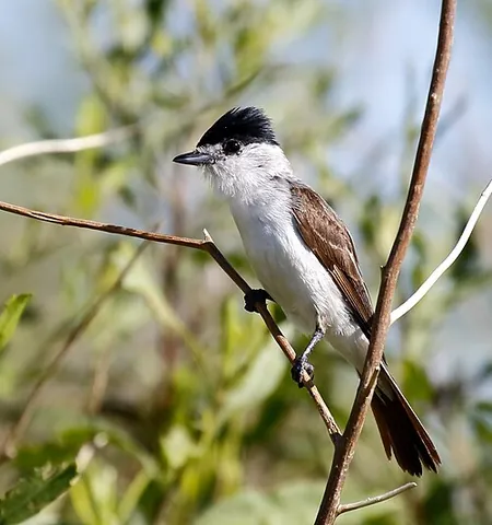 xenopsaris: a South American bird of the species Xenopsaris albinucha of the genus Xenopsaris; the white-naped...