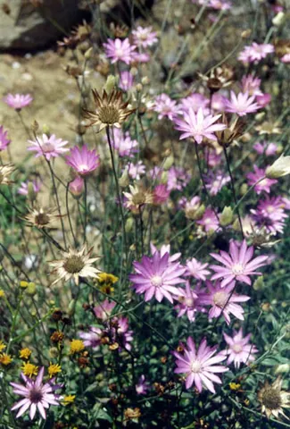 xeranthemum: any of the genus Xeranthemum of flowering plants native to Southern Europe