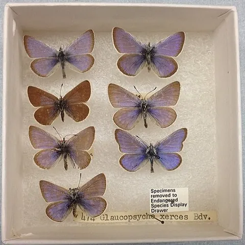 xerces blue: a recently extinct species of gossamer-winged butterfly (Lycaenidae), Glaucopsyche xerces