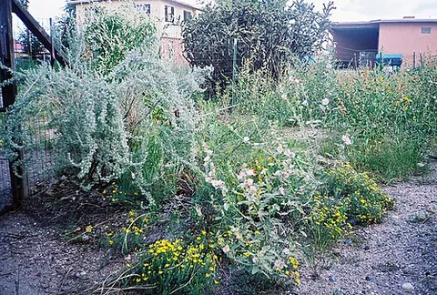 xerogarden: a garden needing little or no watering and irrigation
