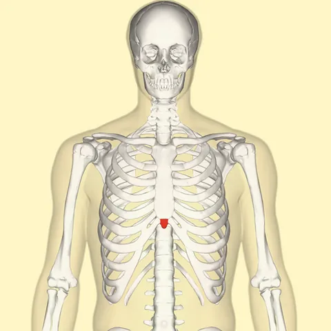 xiphoid process: the small cartilaginous extension to the lower part of the sternum, usually ossified in the adult...