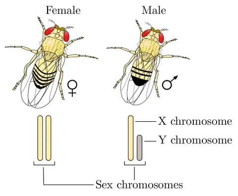 xy system: the system that determines the sex of humans, most other mammals, some insects (Drosophila), and...
