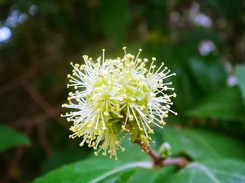 xylosma: any of various evergreen shrubs and small trees in the genus Xylosma