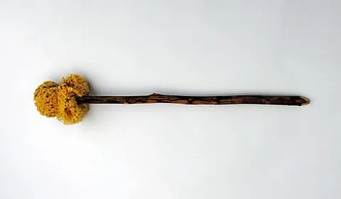 xylospongium: a Greek and Roman utensil consisting of a sea sponge fixed to the end of a wooden stick, typically...