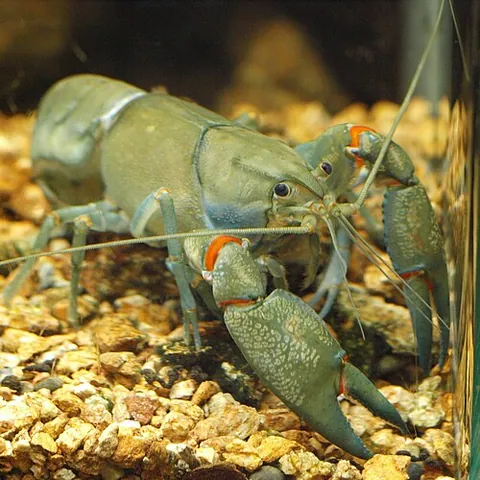 yabby: any of various freshwater crayfish, typically of the genus Cherax, valued as food, especially...