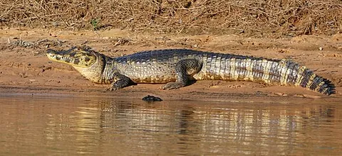yacare: a caiman (Caiman yacare), indigenous to Argentina, Bolivia, Brazil, and Paraguay