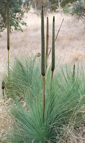 yacca: either of two large evergreens of the West Indies, Podocarpus coriaceus and Podocarpus purdieanus