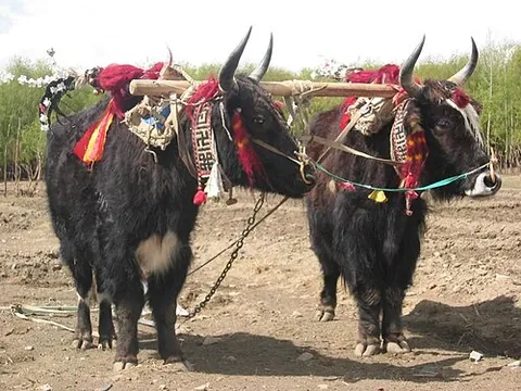 yak: an ox-like mammal native to the Himalayas, Mongolia, Myanmar, and Tibet with dark, long, and silky...
