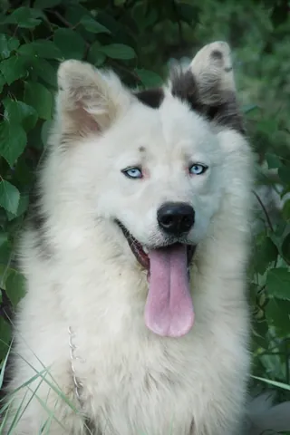 yakutian laika: an ancient working dog breed that originated in the Arctic seashore of the Sakha Republic (Yakutia)