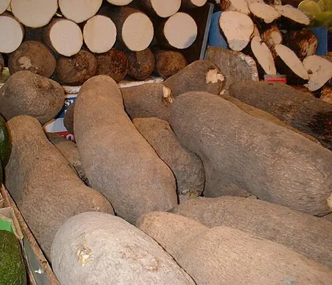 yam: any climbing vine of the genus Dioscorea in the Eastern and Western hemispheres, usually cultivated
