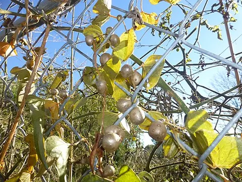 yamberry: any of a collection of small, pea-sized edible bulbils that form on the vines of Chinese yam...