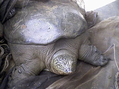 yangtze giant softshell turtle: a very large and critically endangered softshell turtle (Rafetus swinhoei), native to eastern and...